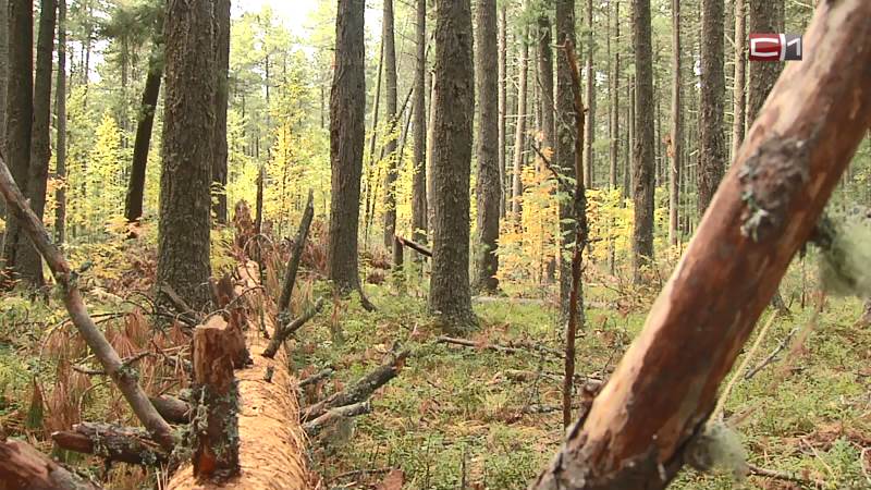В лесах Югры демонтировали орудие охоты, которое могло навредить людям