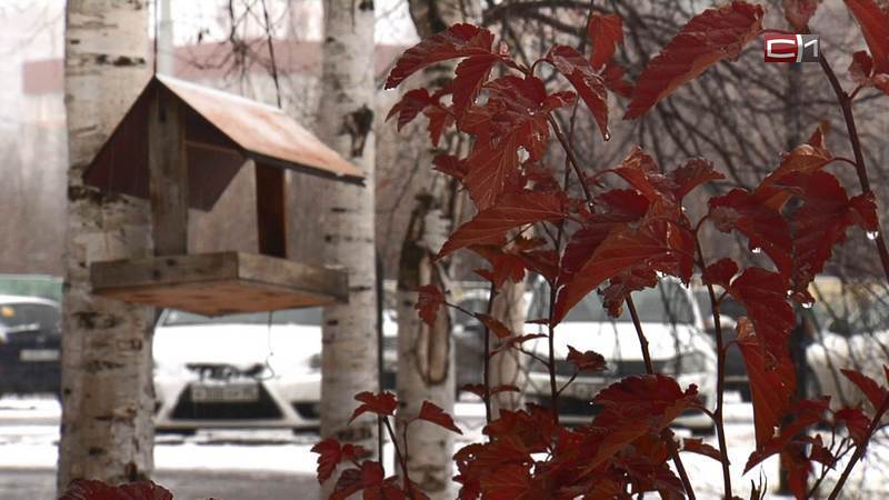 Самая теплая осень за последние пять лет выдалась в Сургуте