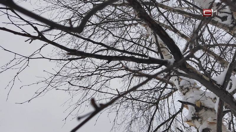 Обильный снегопад в Сургуте только за утро спровоцировал 21 ДТП