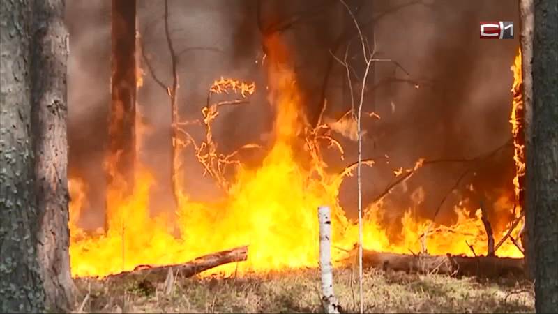 Почти 30 лесных пожаров действует в Югре, горит в том числе заповедник