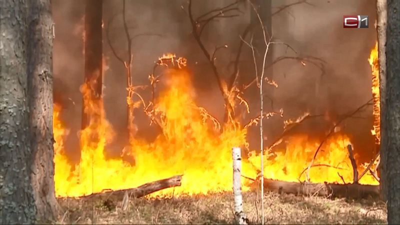 Половину лесных пожаров на территории Сургутского района удалось потушить
