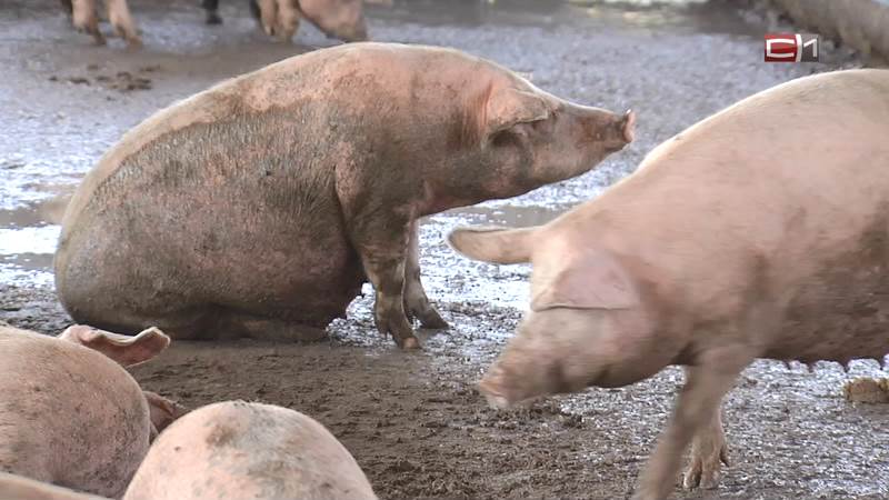 Ветслужба Югры предупреждает жителей о колбасе с вирусом африканской чумы свиней