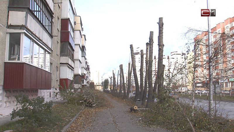 Вместо деревьев — голые стволы. Зачем спилили деревья вдоль улицы Югорской в Сургуте