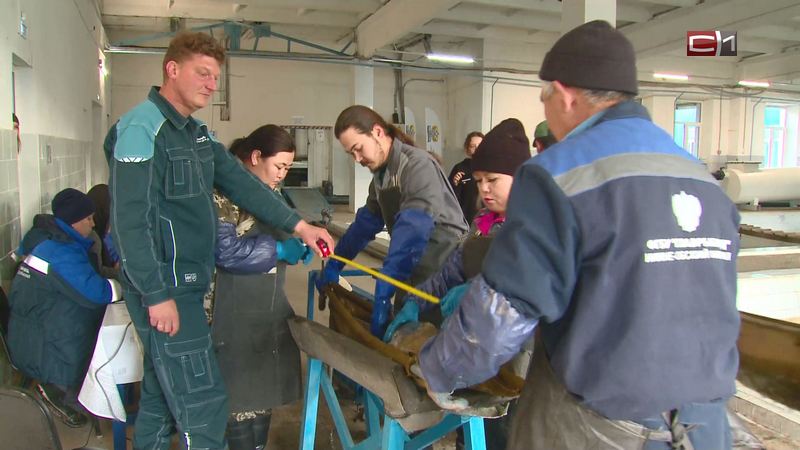 В Тюменской области взялись за воспроизводство сибирского осетра