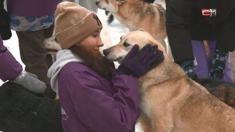 В Сургутском районе волонтеры вновь собрали корм для бездомных животных