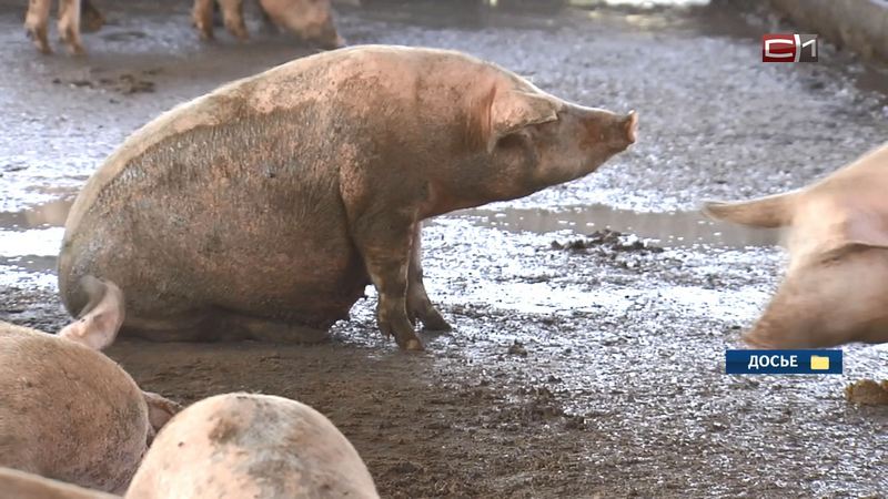Очаг вспышки африканской чумы свиней на ферме в Югорске ликвидирован