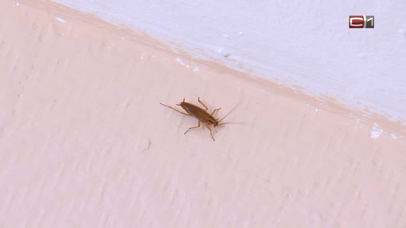 «Помогите»: в одной из школ в Югре завелись тараканы