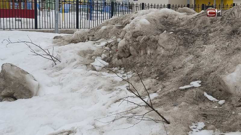 Росли 4 года: в Сургуте поломали рябины, свалив на них груды снега. ФОТО