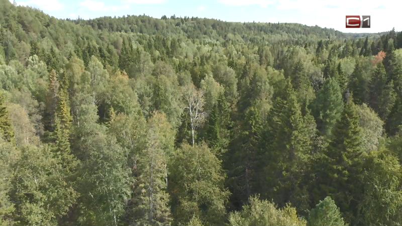 Жителю Омска вынесли приговор в Сургуте за незаконную рубку леса