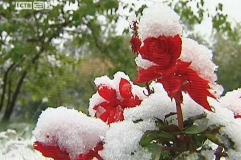 Погода «порадовала» сургутян первым снегом