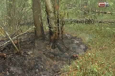 Леса поджигают ради наживы