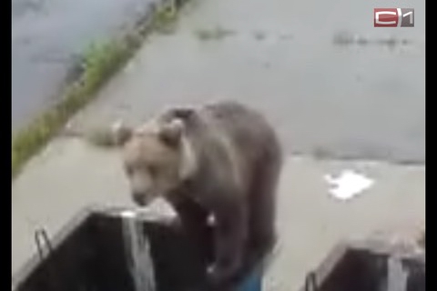 Медведь повадился на компрессорную станцию