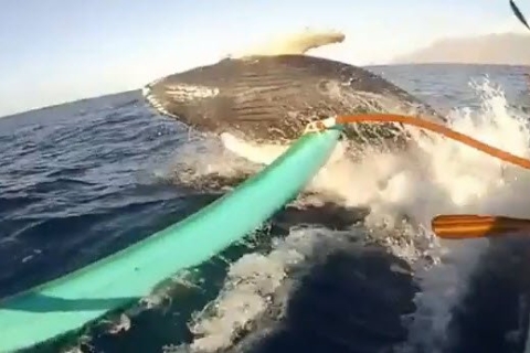 Игривый кит едва не опрокинул лодку с туристами на Гавайях