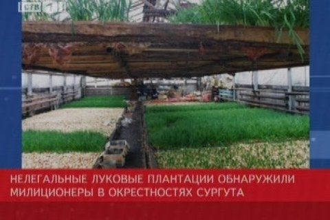 Луковые оранжереи «росли» в окрестностях Сургута