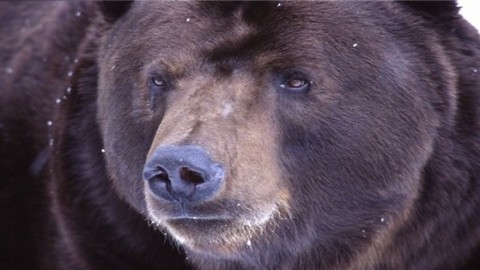 В Югре отпраздновали день рождения медведя Степана 