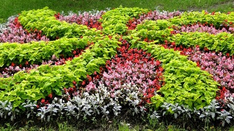 На создание и содержание сургутских цветников в этом году выделено больше 14 миллионов рублей