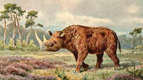 На Урале вместе с останками носорога найдены древние растения