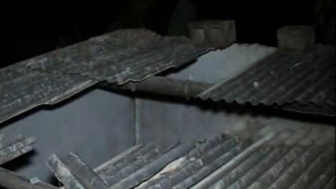 Бразильца задавила провалившаяся сквозь крышу его дома корова