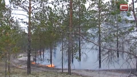 В Югре огнем уничтожено почти 9 тысяч гектаров леса