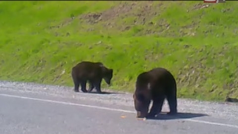 На трассах Югры атакуют машины медведи. ВИДЕО