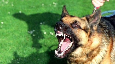 В Сургуте полицейские застрелили агрессивную собаку на глазах ее пьяной хозяйки