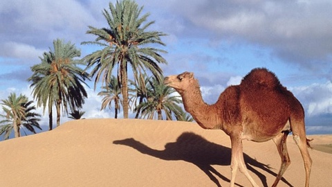 На Ближнем Востоке распространяется новый коронавирус - «верблюжий грипп»