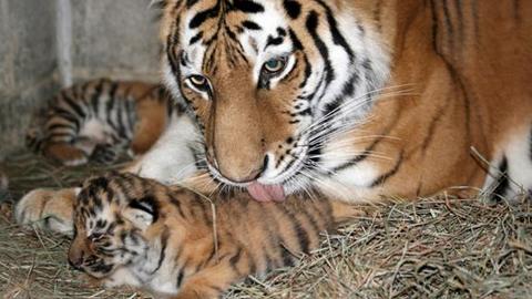 В зоопарке под Сургутом тигрица Тайга принесла потомство