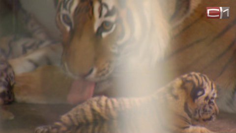 Увидеть тигрят, родившихся в частном сургутском зоопарке, посетители смогут через неделю
