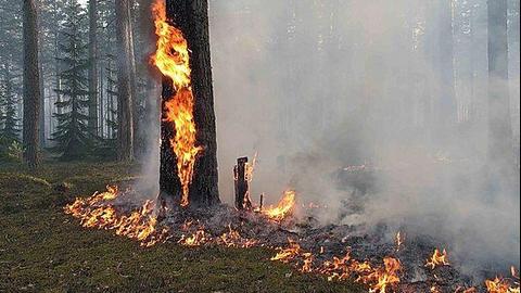 Режим ЧС из-за лесных пожаров введен в Красноярском крае