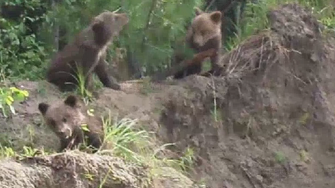 В лес Сургутского района выпущены три медвежонка, которым грозила смерть из-за «тесной связи» с человеком