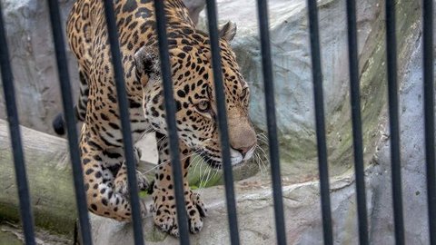 В Болгарии шесть часов ловили сбежавшего из зоопарка ягуара
