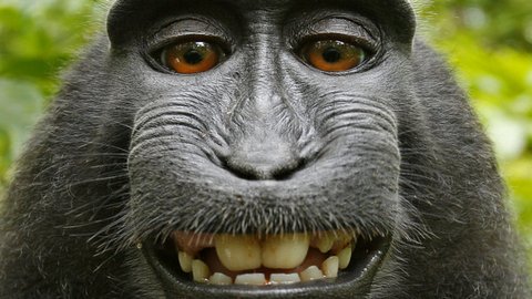 Автопортрет, сделанный обезьяной, стал  поводом для спора об авторских правах