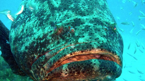 Рыбак во Флориде не успел вытащить акулу, как ее сожрал огромный окунь. ВИДЕО