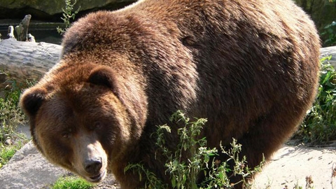 Медведь перелез через забор дачи под Ханты-Мансийском. Есть жертвы