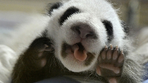 Умиление зашкаливает. Единственные в мире панды-тройняшки, родившиеся в Китае, открыли глаза