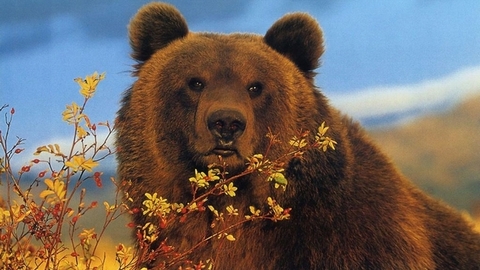 В Тюменской области увеличен лимит на отстрел медведей
