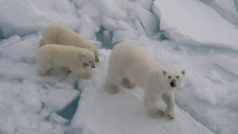 Россия намерена расширить границы на 1,2 млн квадратных километров — за счет Арктики