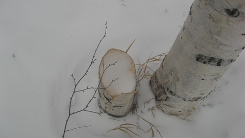 В Нягани поймали дровосека-перфекциониста: вырубил во дворе каждое второе дерево