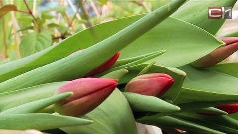 Тюльпаны по корейской технологии начнут выращивать в Тюменской области. Уникальные теплицы уже строят