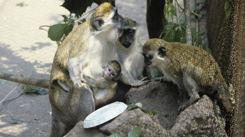 Семья зеленых мартышек из Анапы поселились в зоопарке Тюмени