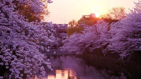 Красота-то какая! В Японии начался сезон цветения сакуры
