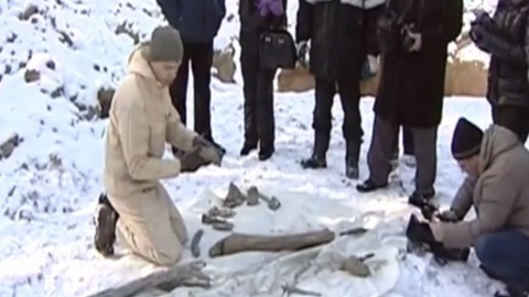 Уникальная находка. Под Ханты-Мансийском нефтяники обнаружили останки мамонта. ВИДЕО
