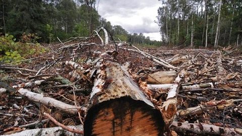 Ущерб природе в 250 млн рублей! Югорская компания ответит перед судом за разработку месторождения в охраняемом лесничестве