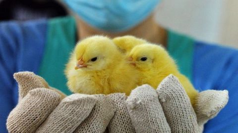 Россия прекратила транзит кур и яиц из США из-за птичьего гриппа и контрабанды