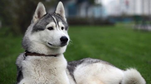 «Это какие-то нелюди!» В Оренбурге 8-месячного щенка хаски застрелили из арбалета