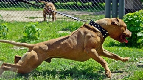Собачье ОСАГО: Владельцам бойцовых собак предлагают страховать своих питомцев