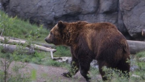 Белоярский атакуют медведи. Один из них разгуливал по дачам, другой явился в совхоз