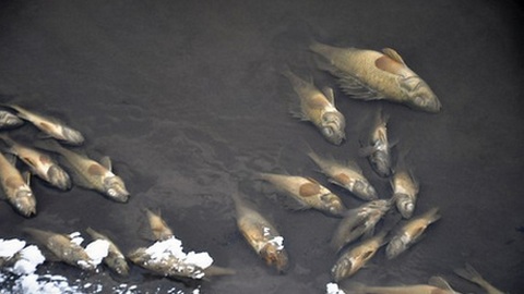 "Берега усеяны мертвой рыбой": экологический скандал разгорелся вокруг Нижневартовской ГРЭС