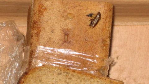 Хлеб с тараканами. Полчища насекомых обнаружены на хлебозаводе в ХМАО
