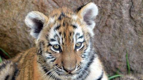Не спасли. Годовалая тигрица, попавшая к ветеринарам с огнестрельными ранениями, умерла